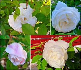 Fehér rózsás tabló :)