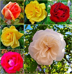 Színes rózsák gyűjteménye :)