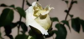 Fehér rózsabimbó :)