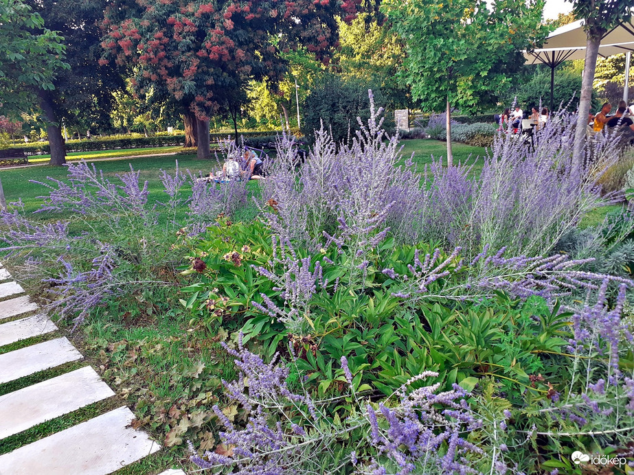 Városligeti szépség 