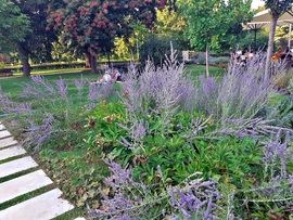 Városligeti szépség 