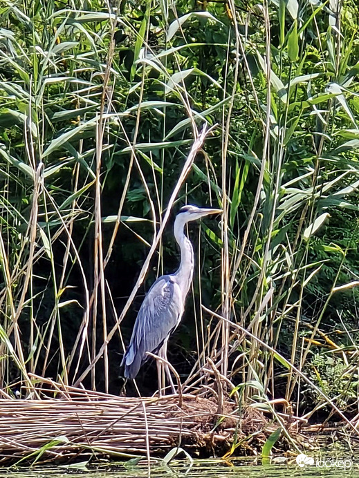 Tisza-tavi ökocentrum