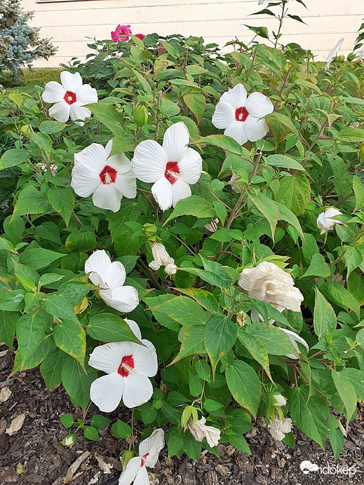 Mocsári hibiszkusz