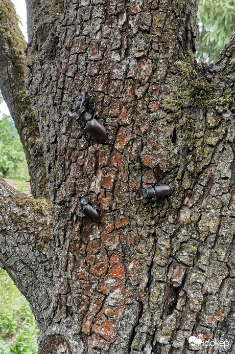 A természet Rómeói és Júliái