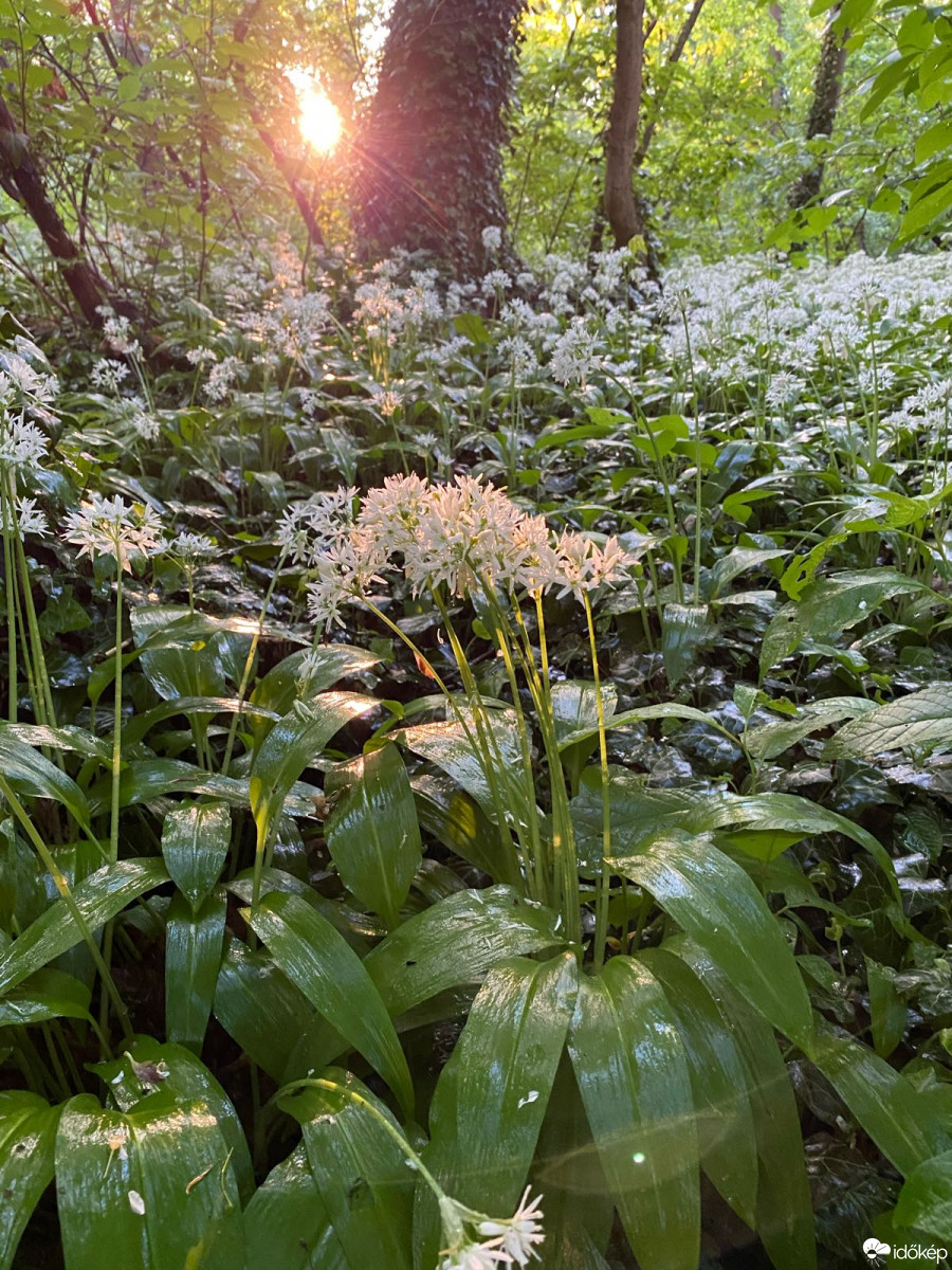 Mosonmagyaróvár