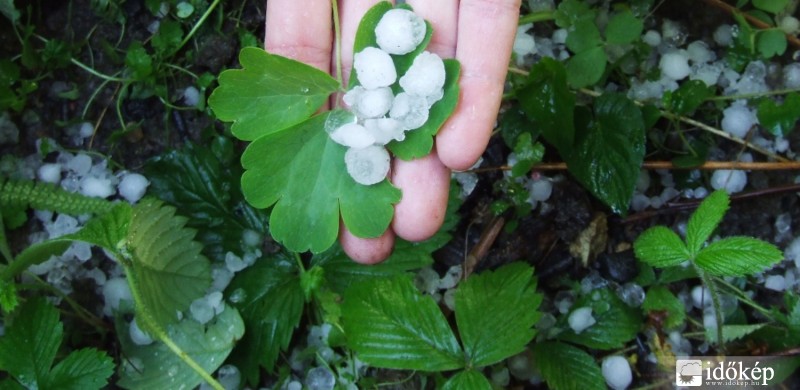 Eperlevél közötti jégszőnyeg,szerencse,hogy késett a tavasz!A fotó idejére 0,5-1cm-t olvadt a jégszem.