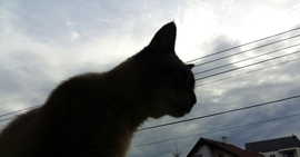 Zirc