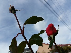 Zirc