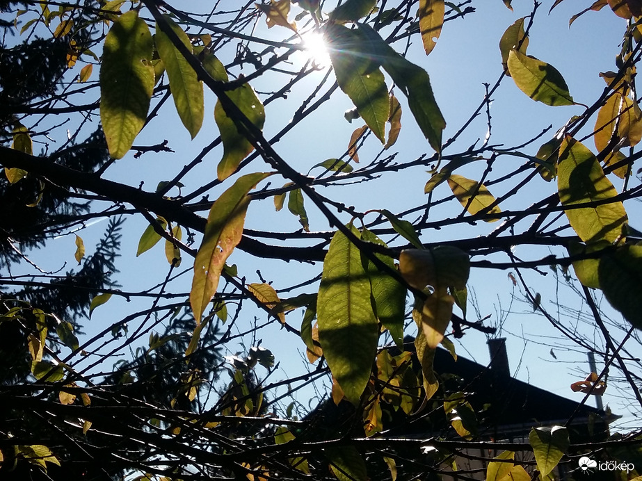 Őszi lombhullás után..