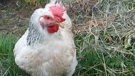 Zirc