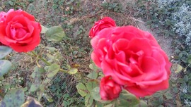 Zirc