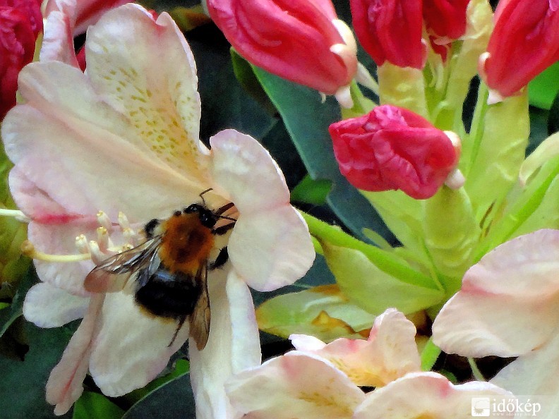 Rododendronon gyűjtögető