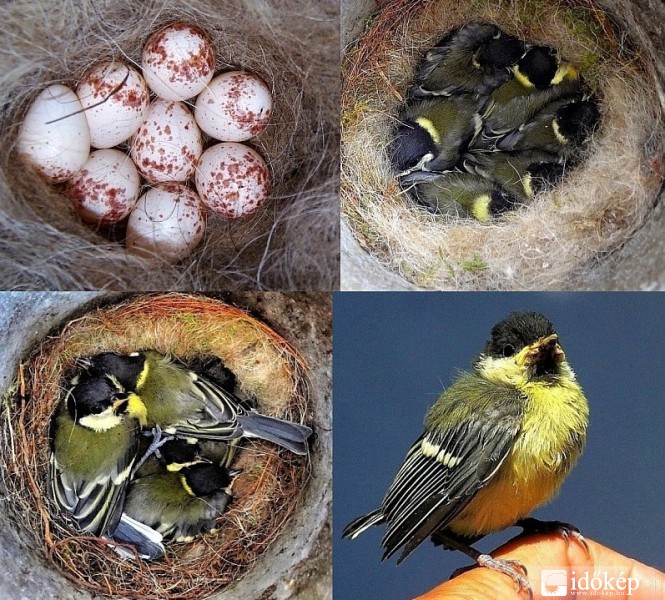 Egy hónap története 8 tojából, 6 cinke 