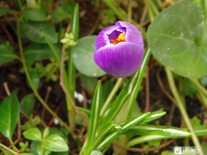 Nyiladozó sáfrány