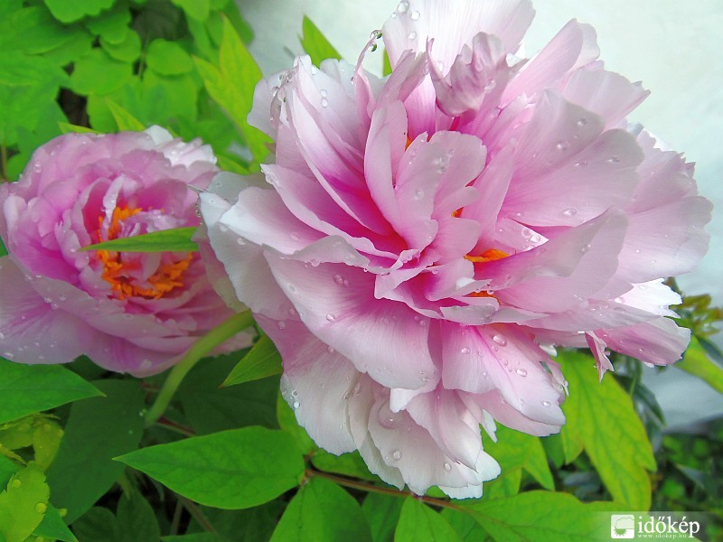 Pünkösd és hozzá 