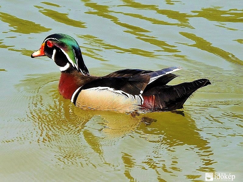 Mandarinréce 