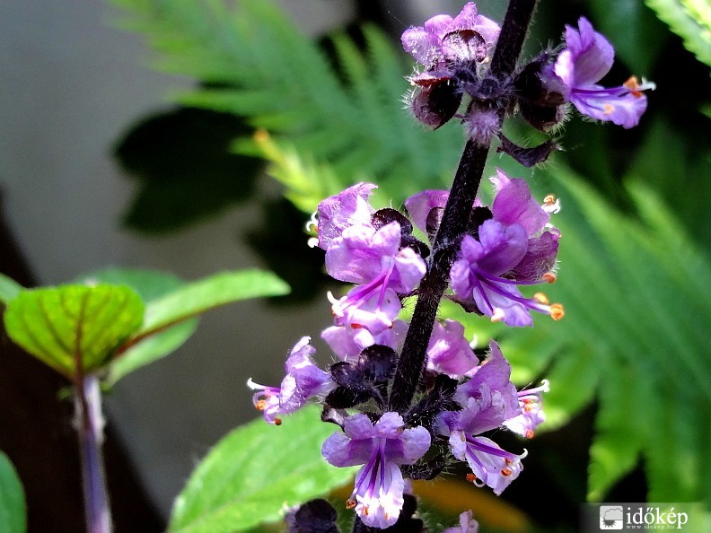 Kedvenc fűszernövényem