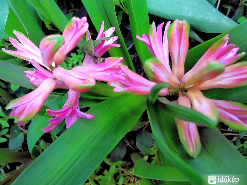 Zöld és rózsaszín