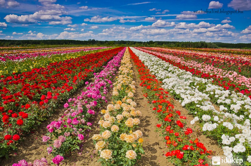 Szőregi rózsaföld Szeged határában