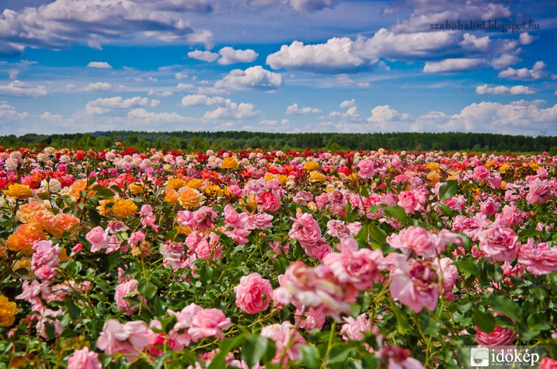 Szőregi rózsaföld Szeged határában