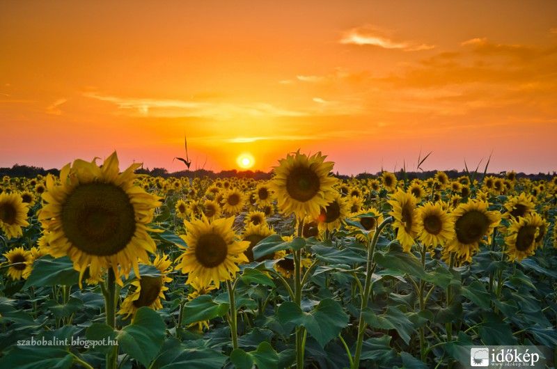 Aranyló napraforgó.