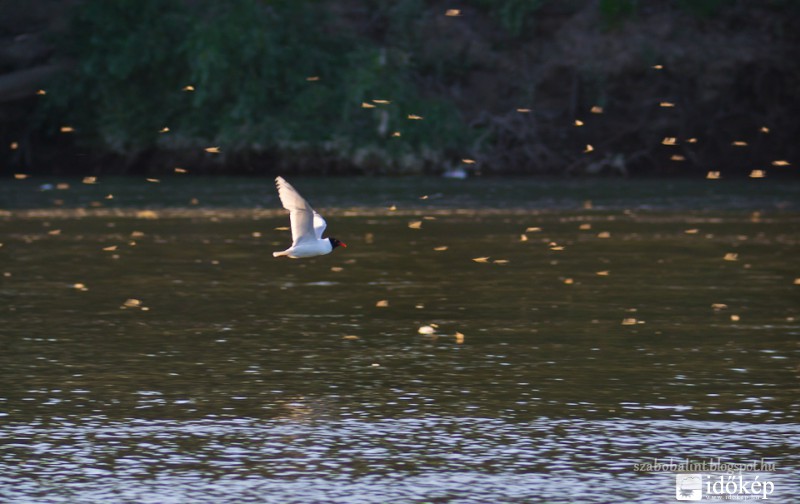 Tiszavirágzás Szegeden