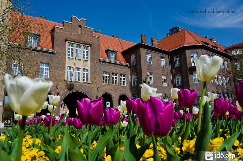 Szegedi tulipánok.