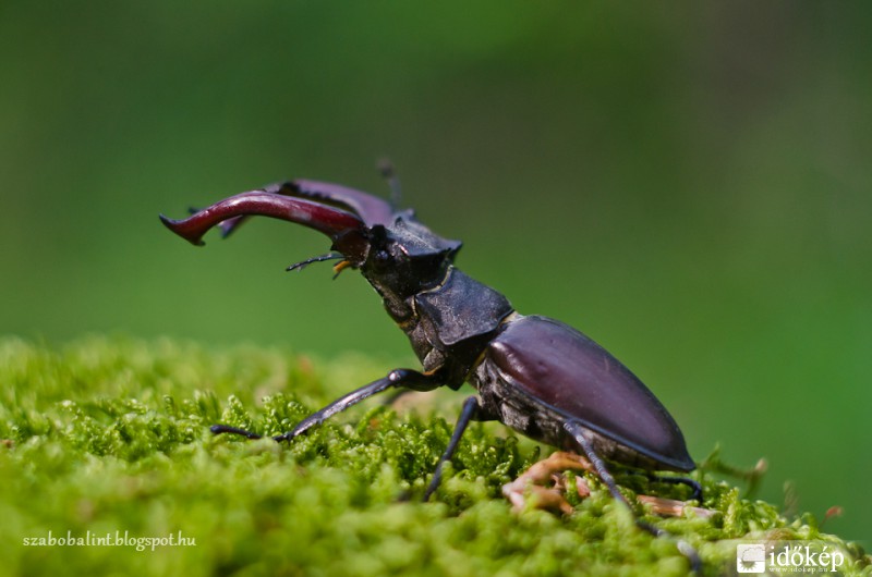 Szarvasbogár