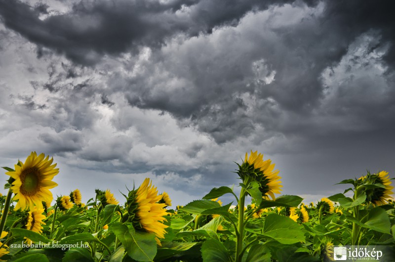 Napraforgók a viharban.