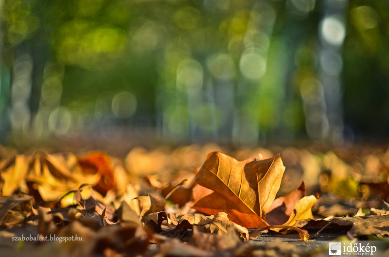 Őszi részlet.