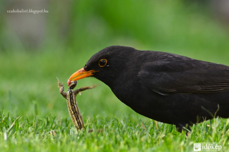 Feketerigó vs. fürge gyík