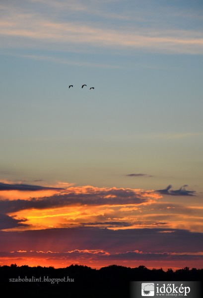 Szürke gémek és a naplemente