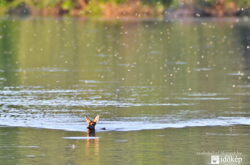 Úszás a kérészekkel