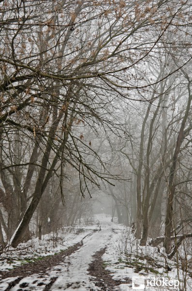 Reggeli köd az erdőben