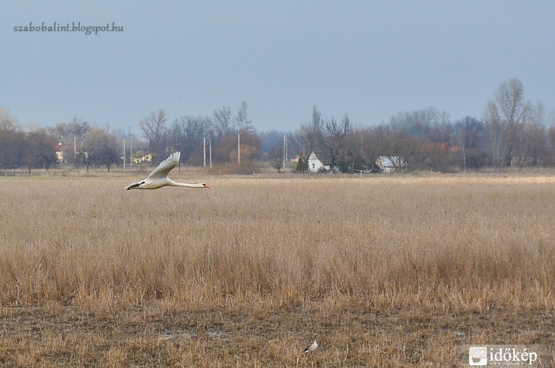 Hattyú a mórahalmi Nagyszéksós-tavon.