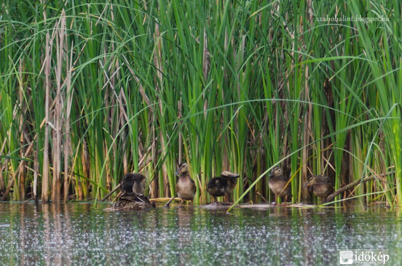 Hajnali tollászkodás