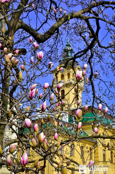 Virágzik a szegedi Széchenyi téri magnólia