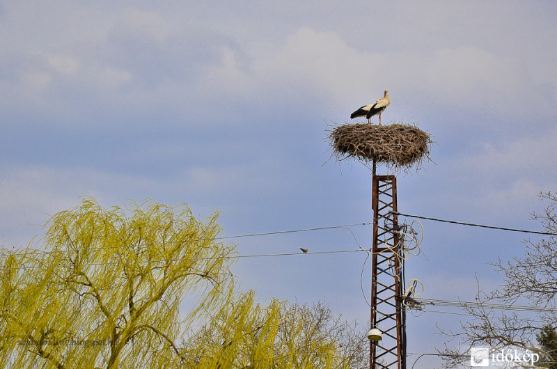 Megérkeztek a gólyák Szegedre