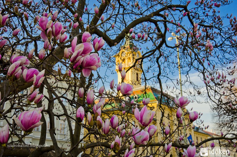 Virágzik a szegedi Széchenyi téri magnólia