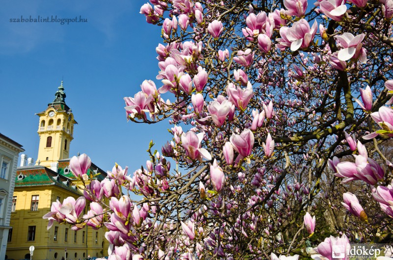 Virágzó magnólia Szegeden