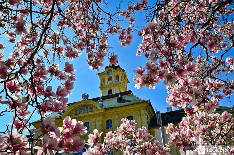 Virágzó magnólia Szegeden