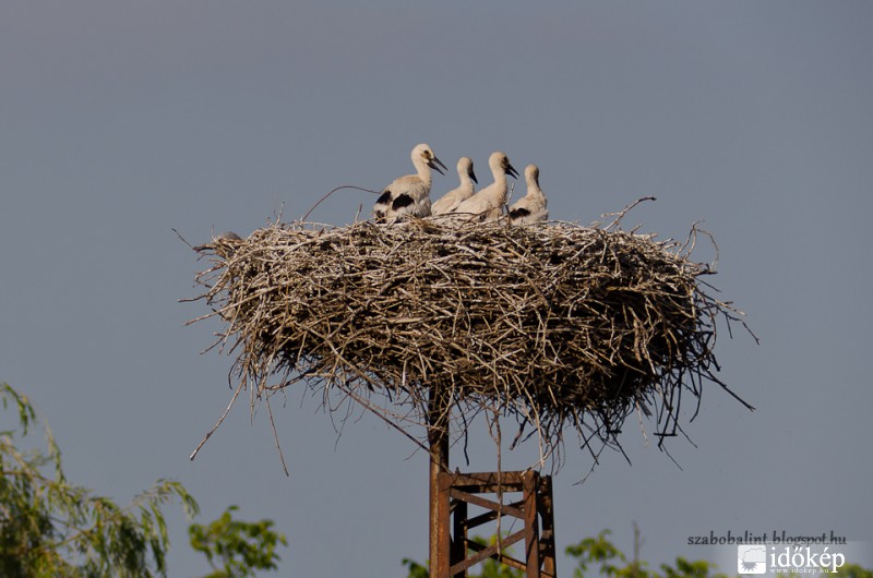Szépen cseperednek a kis gólyák