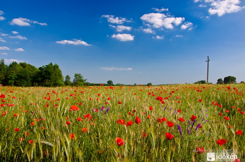 Június eleji Alföldi táj.