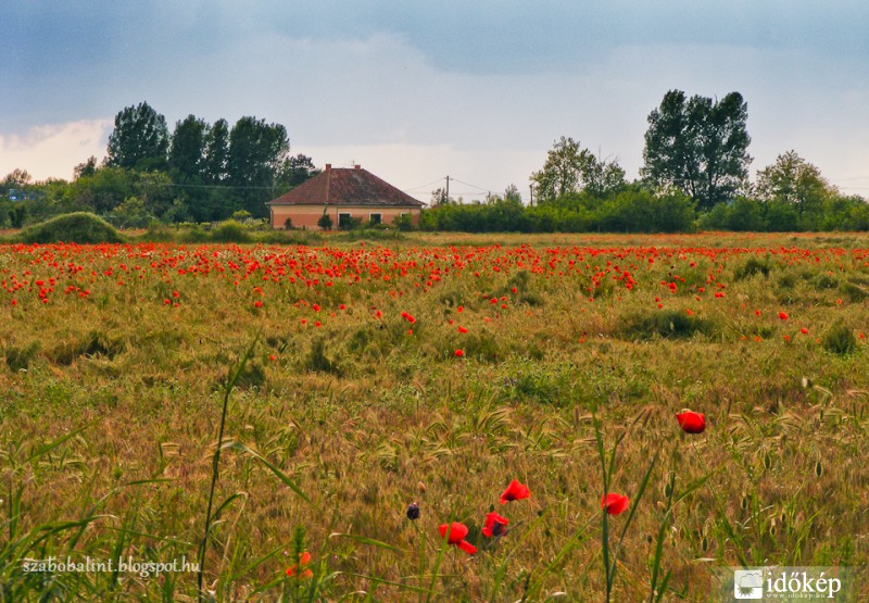 Pipacsmező Röszke határában.