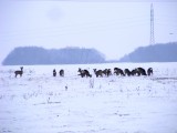 Őzek a határban