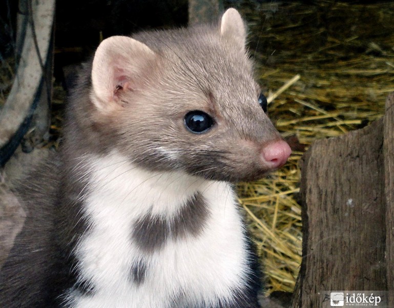 mindig figyel.....éjjel, nappal