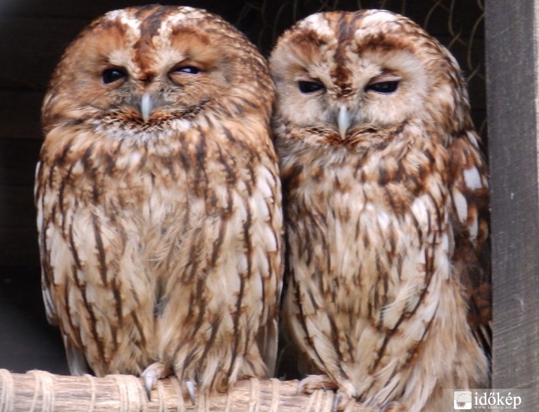 nappali szendergés....