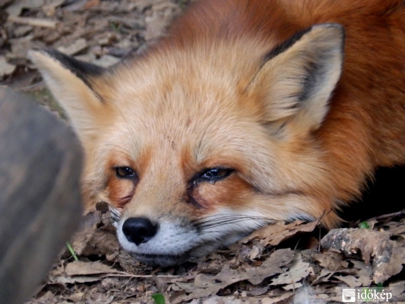 unalmas idő van.... 