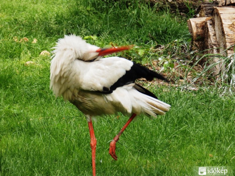 bolha vagy násztánc?