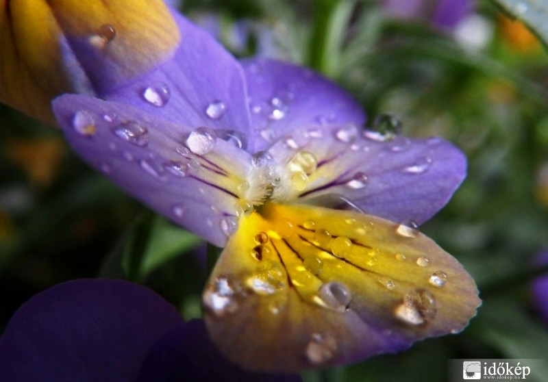 Boldog Anyák napját !!!  :)